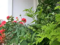 Balkoni Red 1.webp