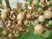 DSC04980-.webp