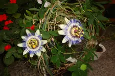 DSC08442.webp