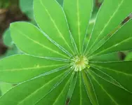 Blatt Tropfen.webp