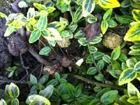 Foto 1.webp