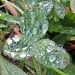 Copy of IMG_2046av.webp