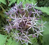 DSC02774 - 2012-05-29 - sternkugellauch.webp