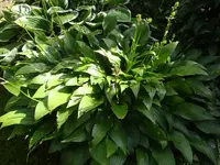 DSC08909.webp
