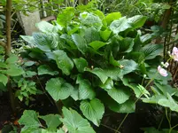 DSC08916.webp