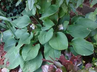 DSC08920.webp