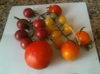 Tomatenernte am 18.7.2012 Ev.Black Cherry hellgelbe Cherry 008.webp
