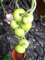12.07.21-Tomate-Ikarus.webp