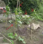 gurken printo.webp