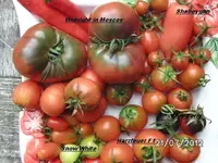BILD0399.webp