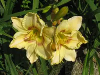 IMG_a 254.2_1024x768.webp