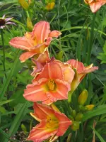 IMG_agnes miguell2_576x768.webp