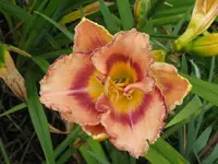 IMG_anja1.2_1024x768.webp