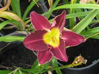 IMG_celebration of angle_1024x768.webp