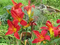 IMG_chicago aztek3_1024x768.webp