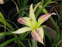 IMG_wilson spider_1024x768.webp