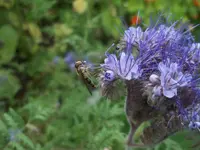 100_3107.webp