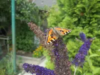 100_3096.webp