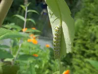 100_3071.webp