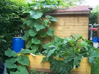 Hochbeet.webp