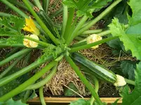 Zucchini.webp