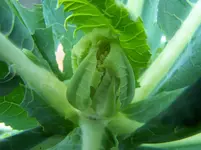 Romanesco.webp