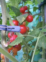 Tomaten.webp