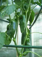 Paprika.webp