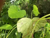 HPIM7949.webp