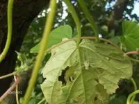 HPIM7954.webp