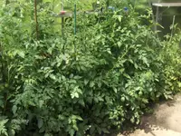 HPIM7984.webp