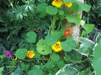 HPIM7982.webp