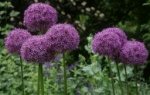 allium.jpg