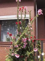 HPIM7997.webp