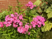 HPIM7996.webp