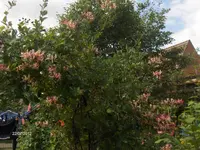 HPIM7995.webp