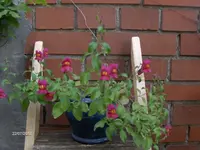 HPIM7994.webp
