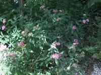 HPIM7993.webp