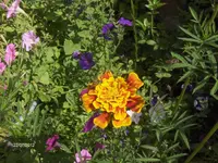 HPIM7988.webp
