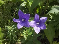 HPIM7986.webp