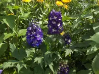HPIM7985.webp
