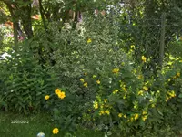 HPIM7964.webp