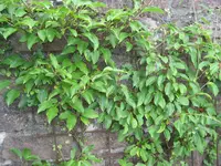 IMG_1757.webp