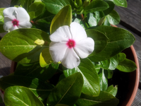 blume2.webp