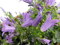 016.webp