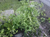 P3141215.webp