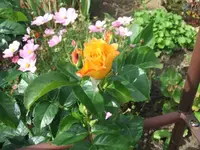 2012_0722garten120001.webp