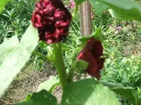 2012_0722garten120002.webp