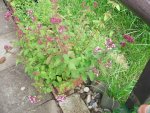 2012_0722garten120005.JPG