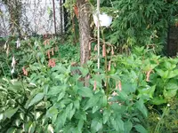 2012_0722garten120006.webp